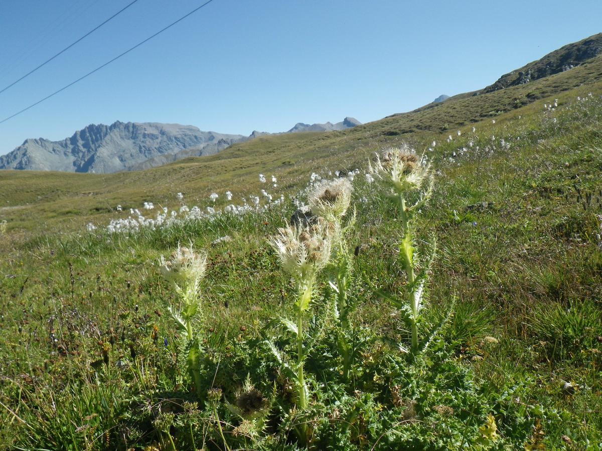 Apart-Garni Motnaida Samnaun Extérieur photo